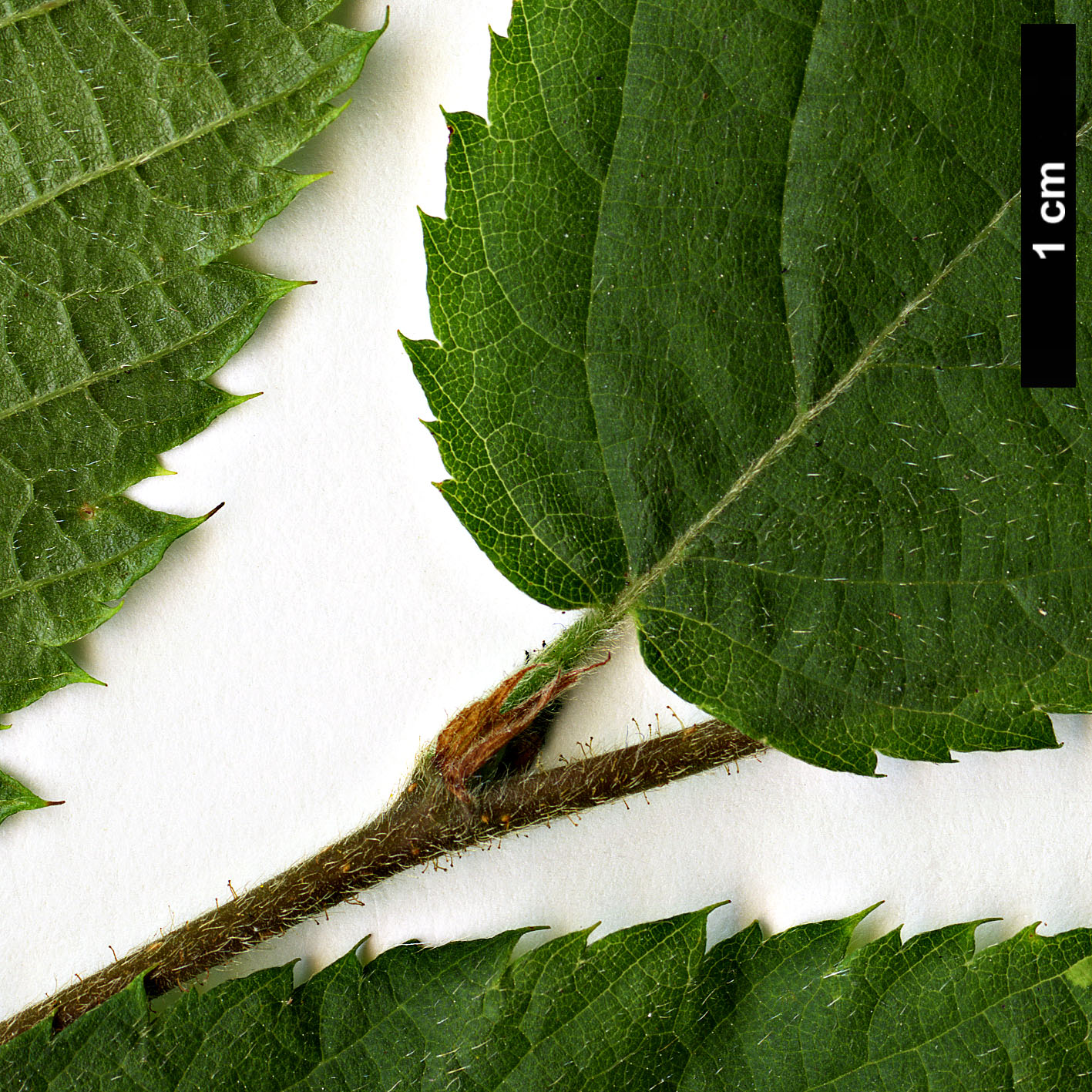 High resolution image: Family: Betulaceae - Genus: Ostrya - Taxon: knowltonii 